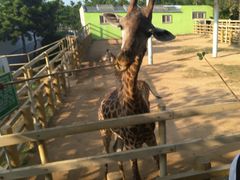 -西霞口神雕山野生动物世界