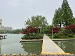 -青枫公园