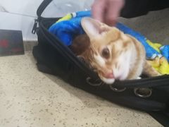 -伟伟宠物医院·CT影像中心·瑞派犬猫综合性门诊(汉口总院)