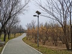 -洨河生态公园
