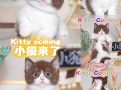 -小猫来了·猫舍(红山六九七九店)
