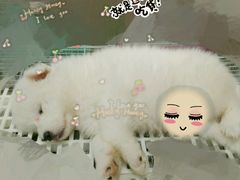 android_upload_pic-乐宠宠物店(世纪金源店)