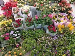 -双季花艺园艺市场(浦东店)