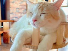 -蓝鲸·缅因猫舍