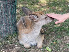 -北京鹿世界主题园