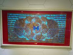 -上海昆虫博物馆