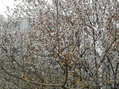 -三圣花乡旅游区