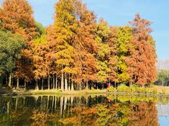 -上海共青森林公园