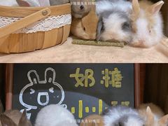 -猫猫幼稚园·撸猫·桌游·电玩