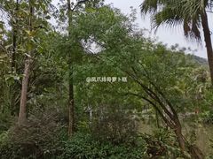 -滴水岩森林公园