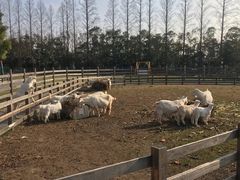 -前小桔亲子创意农场·草莓采摘·露营烧烤