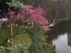 -重庆彩云湖湿地公园