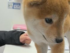 -艾贝尔宠物医院 ·中兽医·宠保定点(北门桥店)