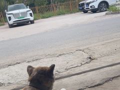 -马陆小张葡萄园农家乐