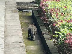 -平安桥天主教堂