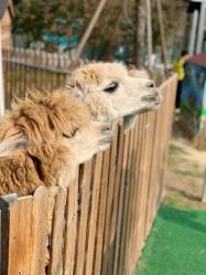 -萌宠亲子动物乐园(槐房万达店)