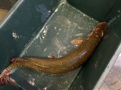 -瑞琳阿尔泰冷水鱼(康源财富中心店)