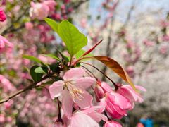 -高东镇樱花园