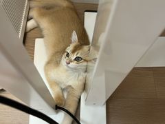 -御宝贝·A梦猫科宠物医院(国际猫友好医院)