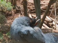 -青藏高原野生动物园
