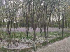 -大兴滨河森林公园