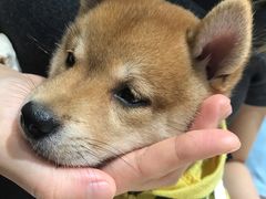 -逗柴咖啡屋·狗咖猫咖宠物桌游