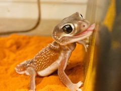 -酷以爬仙阁实体爬宠店·守宫·蜥蜴·专业繁育