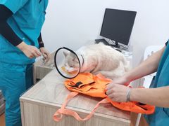 -荔康动物医院(康王北路店)