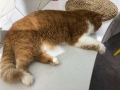 -猫房·猫吧·猫咖(龙湖时代汇店)