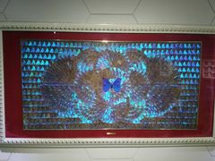 -上海昆虫博物馆