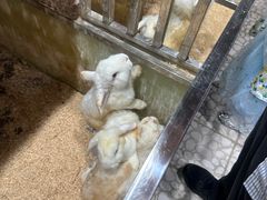 -上海大自然野生昆虫馆(东方明珠·爬宠昆虫探索中心)