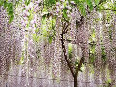 -广富林郊野公园
