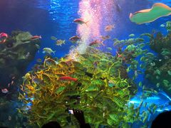 -芜湖新华联大白鲸海洋公园