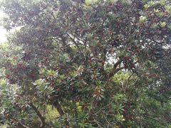 -西山樟坞健康果园枇杷杨梅采摘