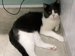 -纳吉亚猫专科动物医院·北北分院