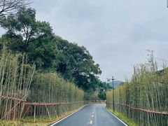 -大唐贡茶院