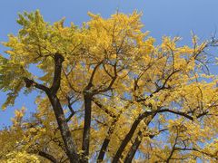 -千年银杏谷文化旅游区