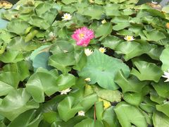 -大塘金香草谷