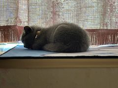 -佳雯宠物医院·皮肤科·内外科(春晓路分院)