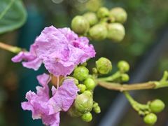 -上海佘山国家森林公园西佘山园