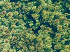 -靖西鹅泉风景区