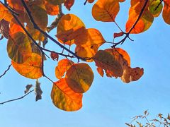 -北京西山国家森林公园