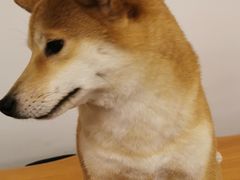 -豆柴町-柴犬主题狗咖(红鼎国际C座店)