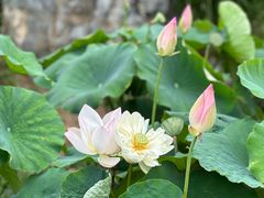 -莲花池公园