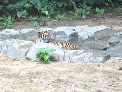 -珠海横琴长隆《卡卡虎奇遇记》