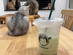 -楼上猫咖(罗湖店)