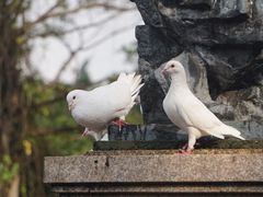 -东部华侨城