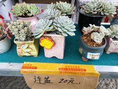 -青枫公园
