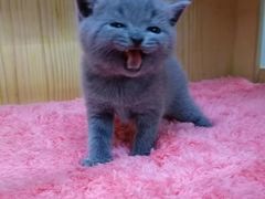 -猫宠乐园·专业洗护