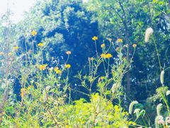 -素山寺森林公园